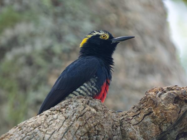 Geelbrauwspecht (Melanerpes cruentatus)